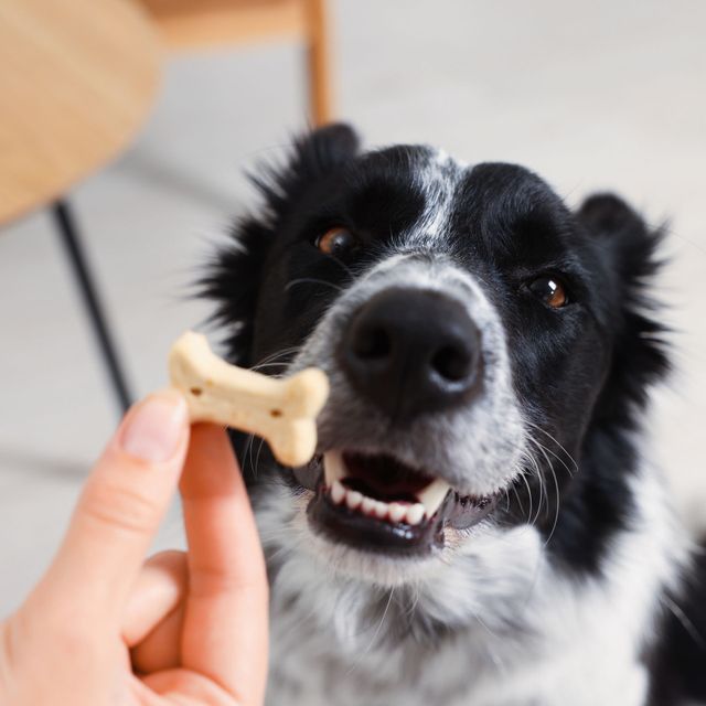 Black-and-white dog eagerly sniffing a bone treat held by a hand indoors