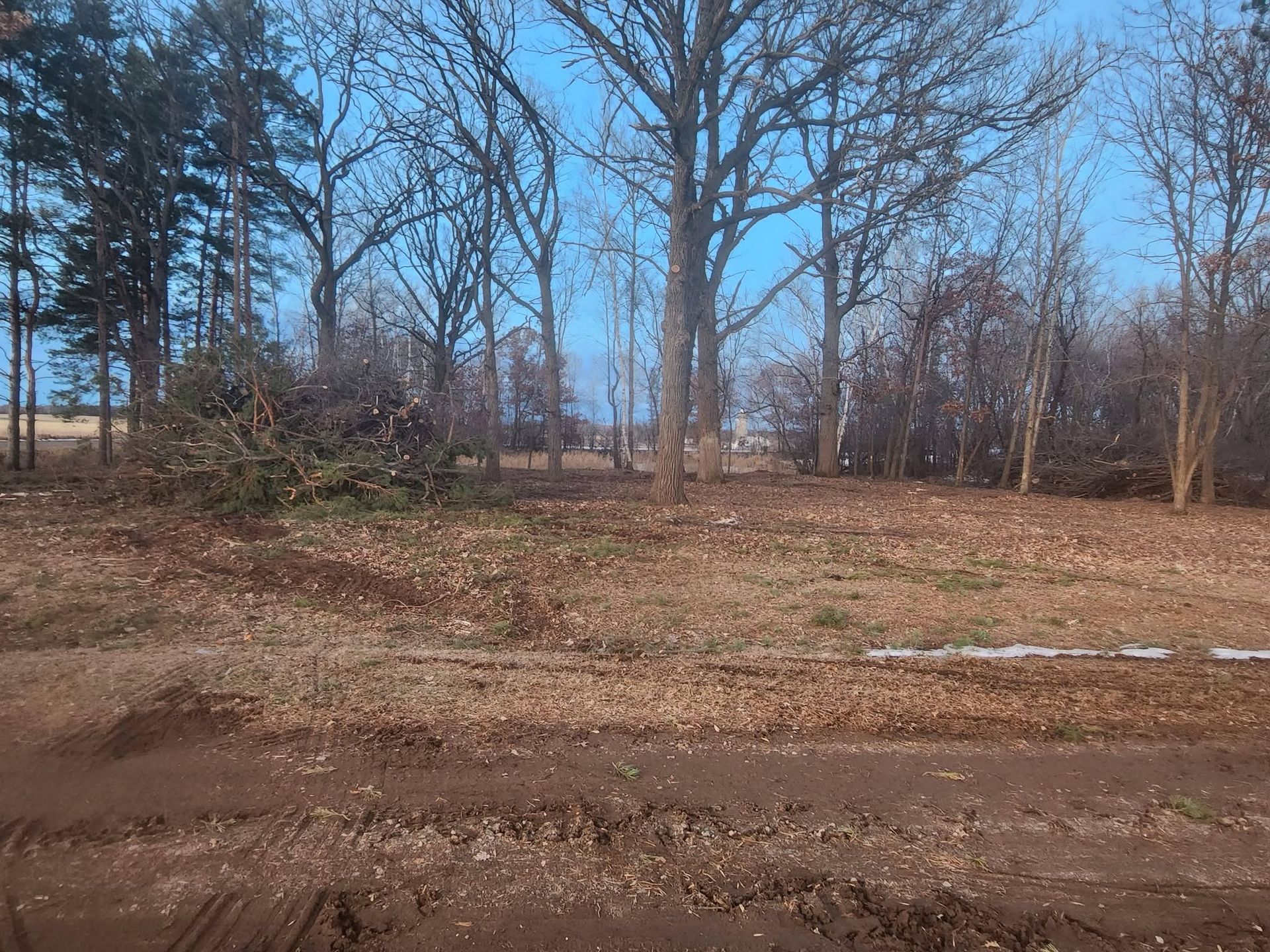 Leafless trees and a muddy dirt road in a sparse wooded area under a clear blue sky.