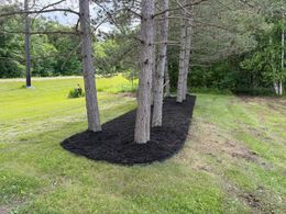 Black mulch ring around tree trunks in a grassy yard with a wooded background