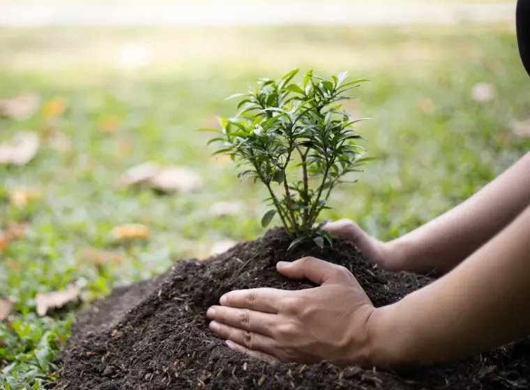 A person is planting a small tree in the dirt.