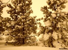 A snowy forest with trees covered in snow
