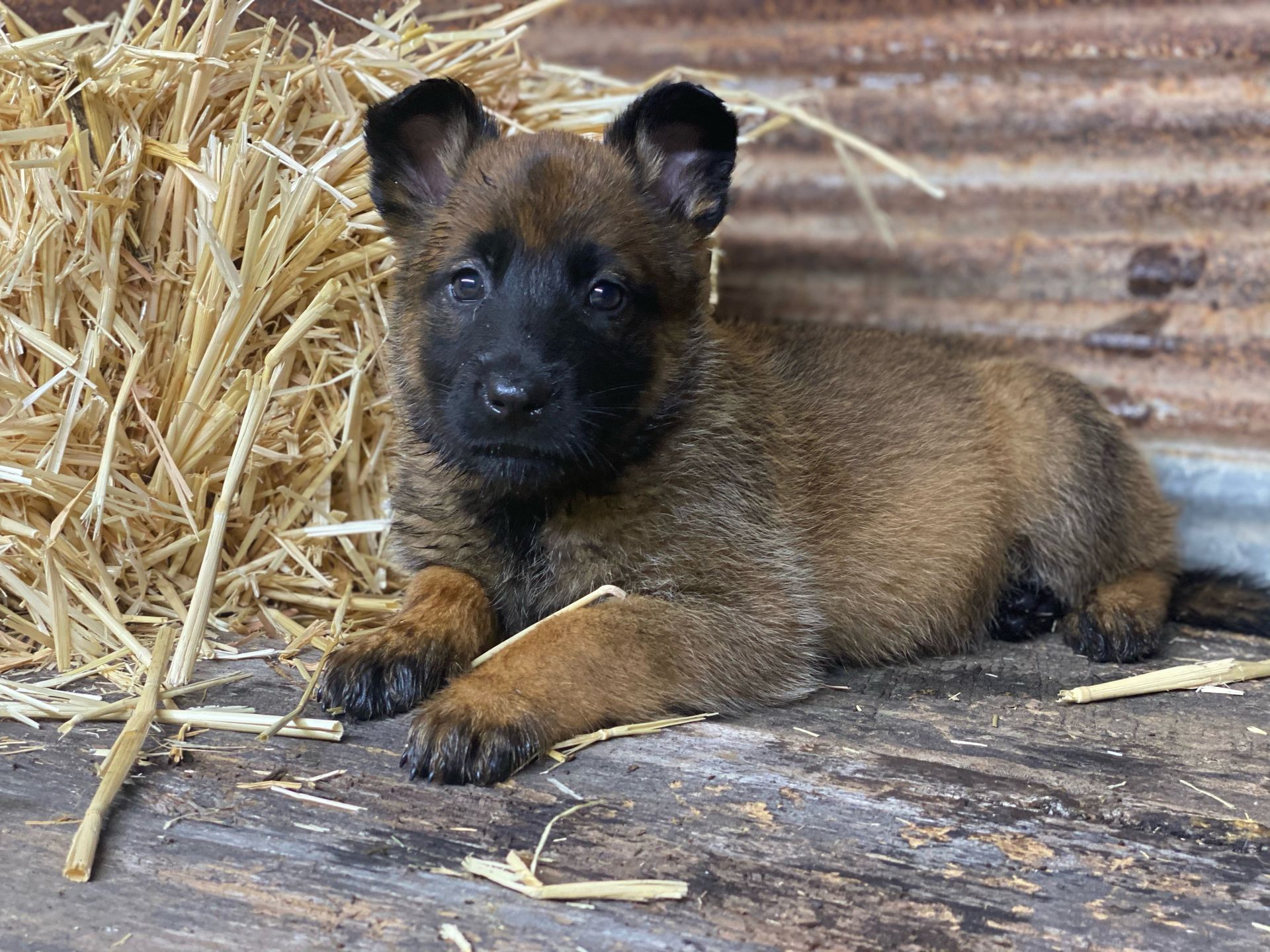Brown puppy lying on wooden floor beside straw, looking at the camera
