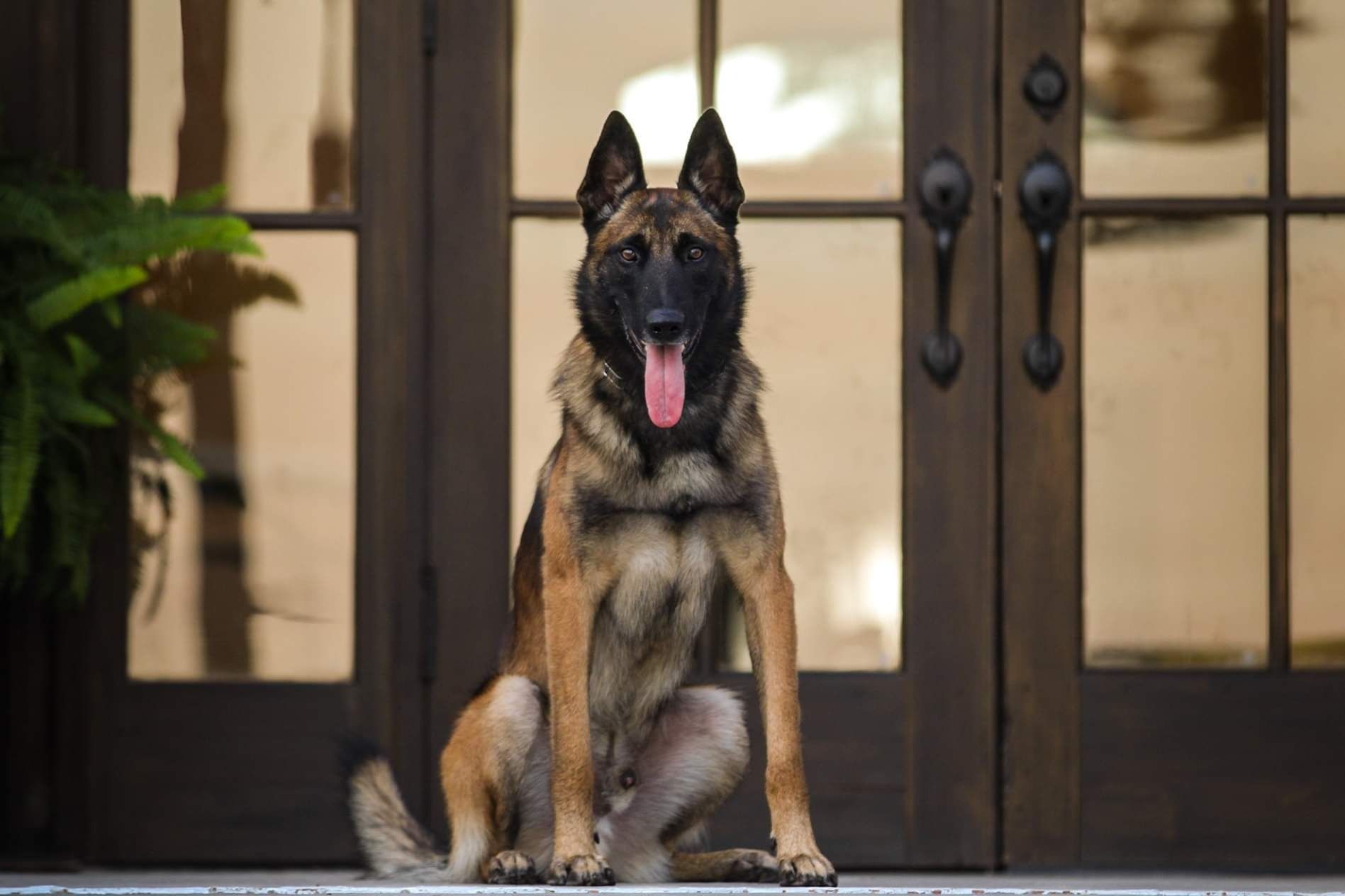German shepherd sitting on a porch with its tongue out in front of glass doors