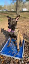 Brown dog standing on a blue platform outdoors with tongue out and ears up