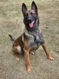 Brown-and-black shepherd sitting on grass, ears up and tongue out, wearing a collar.