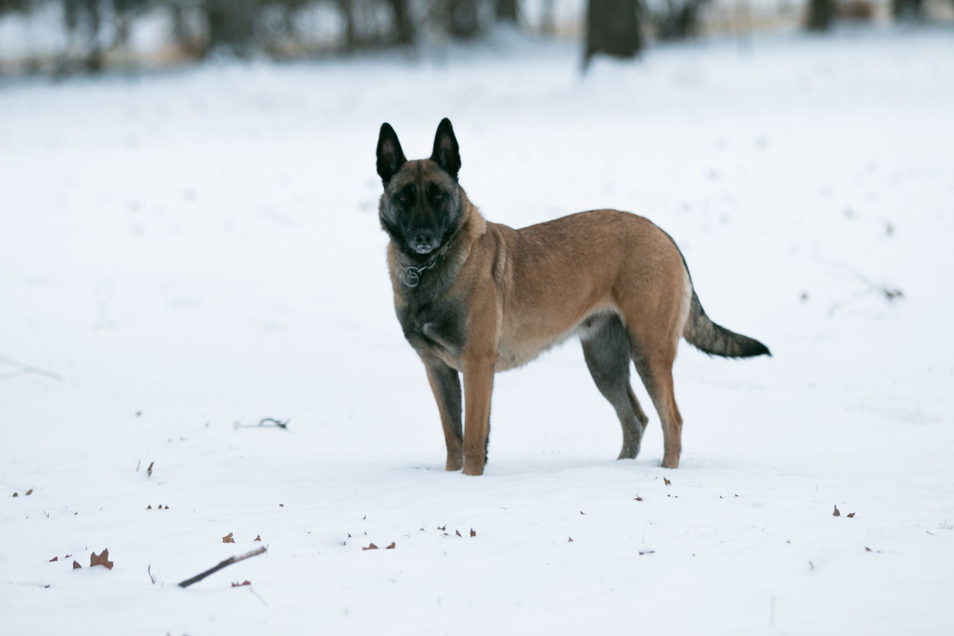 Brown-and-black dog standing in snow, facing the camera with ears up.