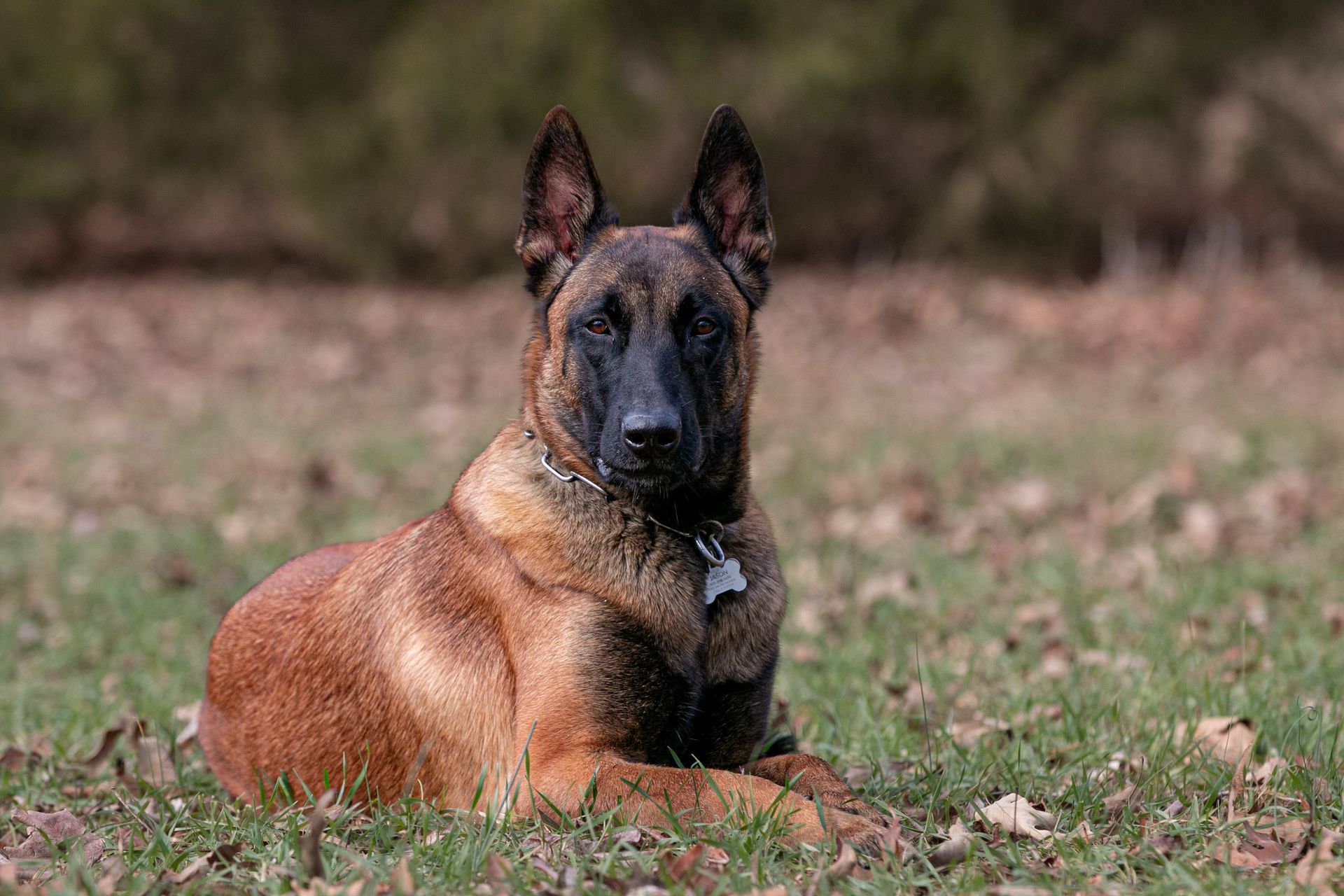 Belgian Malinois lying on grass, alert and facing forward outdoors