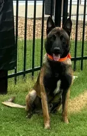 Black-and-tan dog with an orange collar sitting on grass beside a black fence, tongue out.