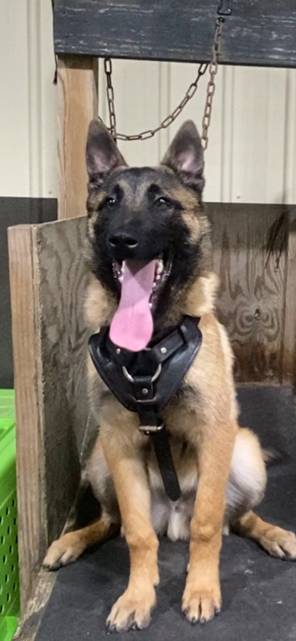 German Shepherd puppy sitting with mouth open and tongue out on a leash in an indoor kennel area