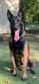 Black-and-tan German Shepherd sitting outdoors on a paved path, tongue out, ears up.