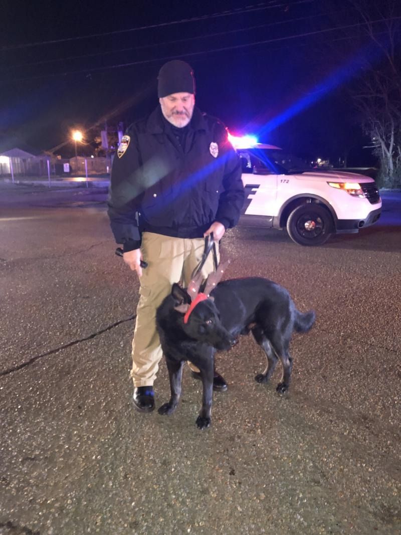 Man standing on a dark street at night with a black dog on a leash beside a police SUV with flashing lights.