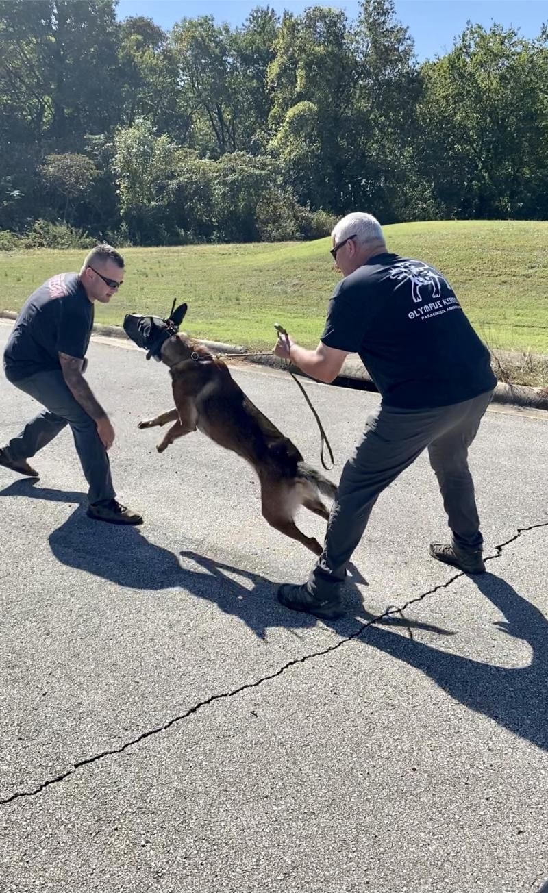 Two trainers holding a German Shepherd during outdoor training on a paved lot