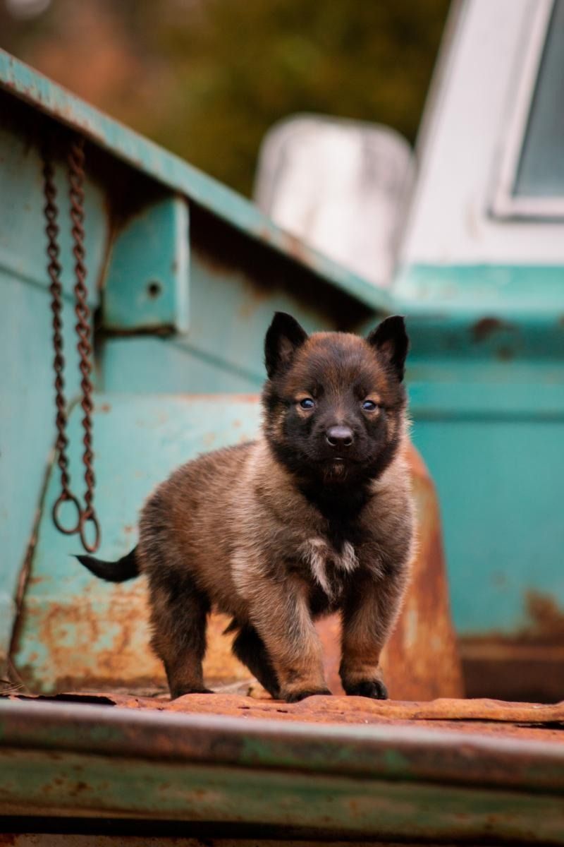 Small brown puppy standing in the back of a rusty metal teal pick-up bed outdoors