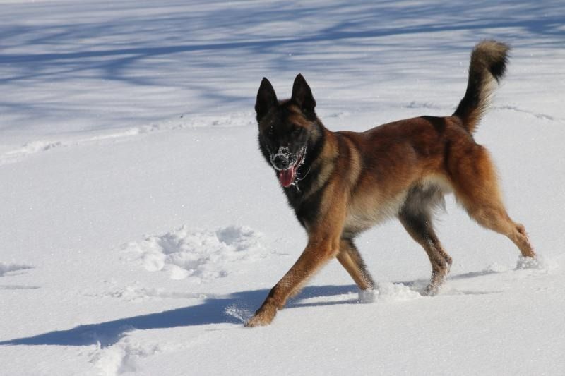 Brown and black dog running through snow with tongue out and tail raised