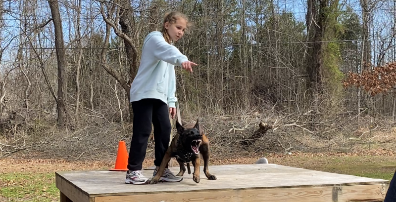 Person training a dog on a wooden platform outdoors, with an orange cone nearby.