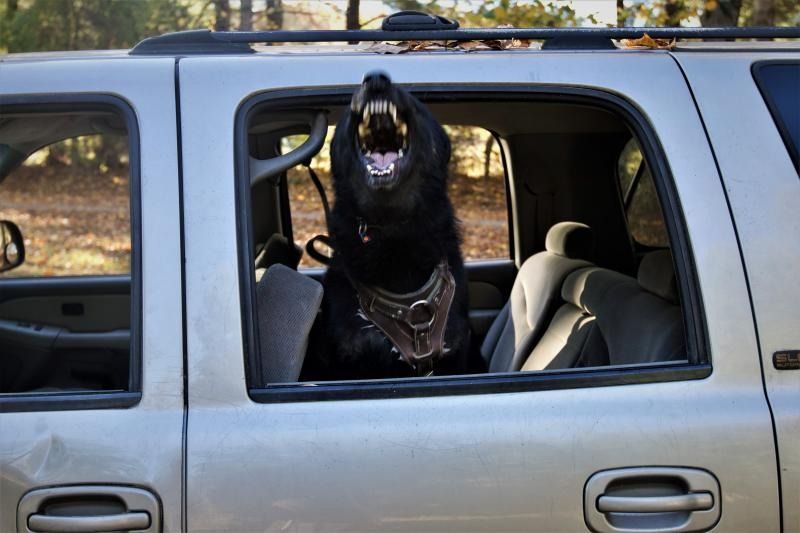 Black dog standing in the open window of a silver SUV, barking outdoors