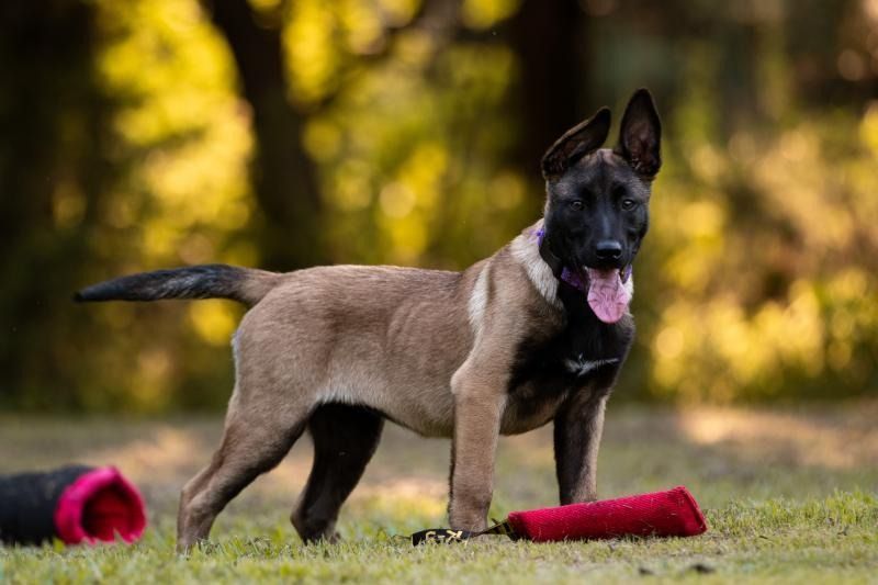 Tan Belgian Malinois puppy standing on grass with a red toy, tongue out, in a sunlit park