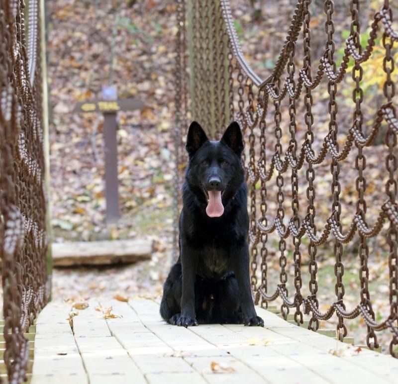Black dog sitting on a wooden bridge with chain railings, tongue out, in a wooded park