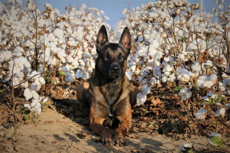 German shepherd lying in a cotton field, surrounded by white cotton bolls under a bright sky