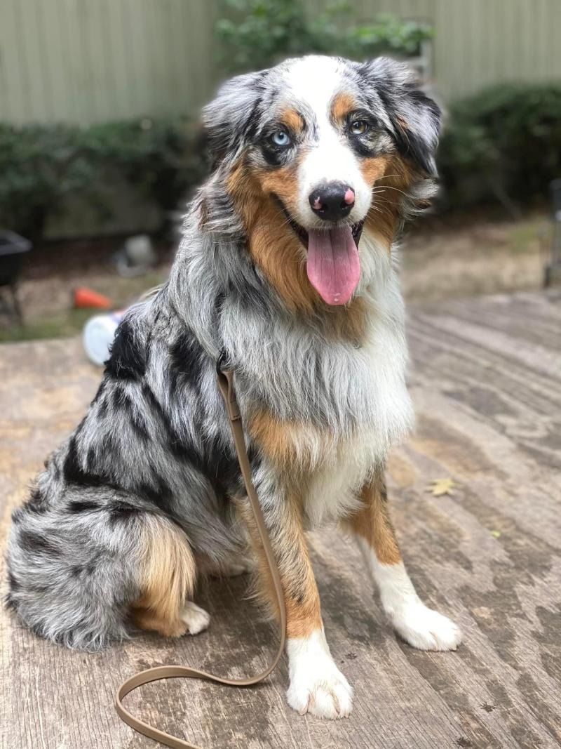 Merle Australian Shepherd sitting on a wooden deck, tongue out, with a blurred garden background