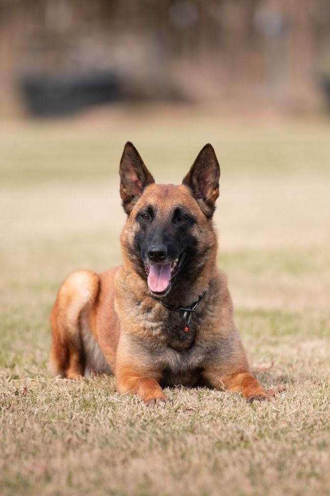 Brown and black dog lying in grass with ears up, mouth open, and tongue out