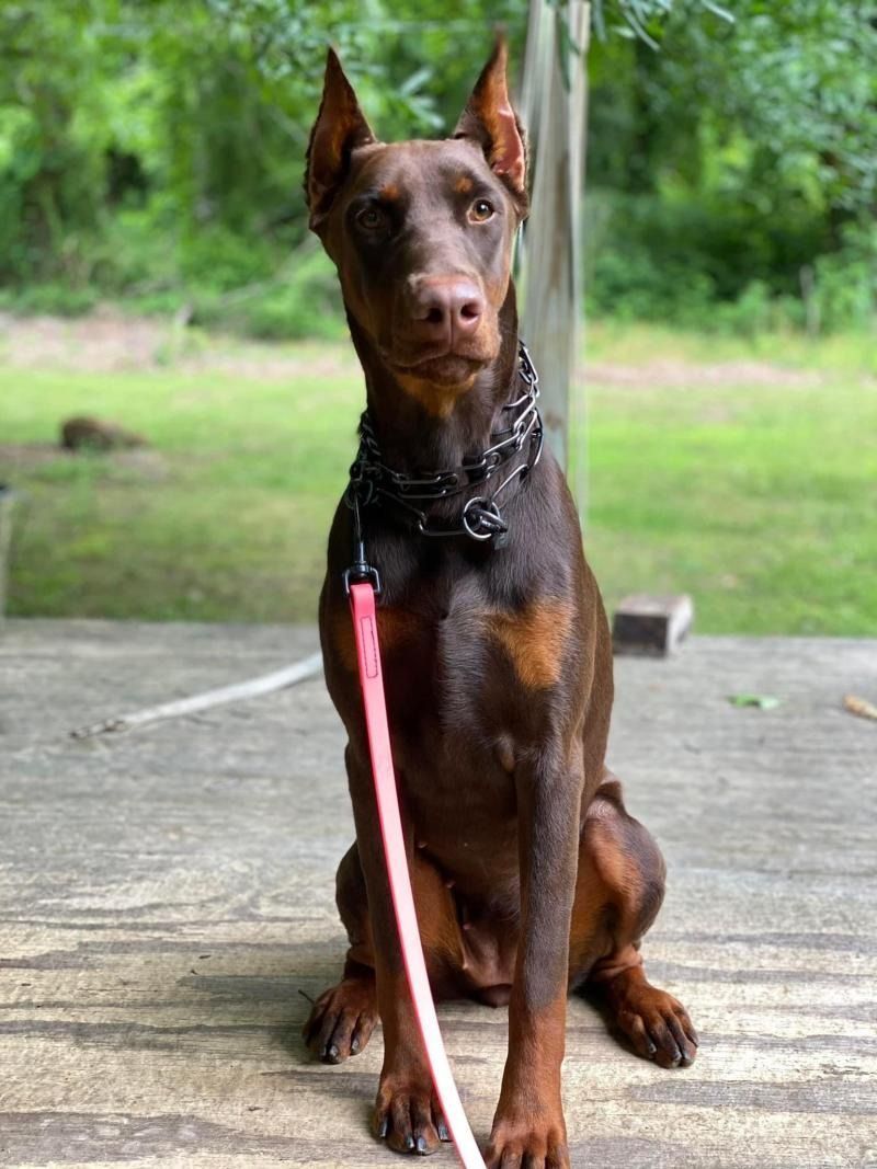 Brown Doberman pinscher sitting on a patio with a pink leash, outdoors against a green background
