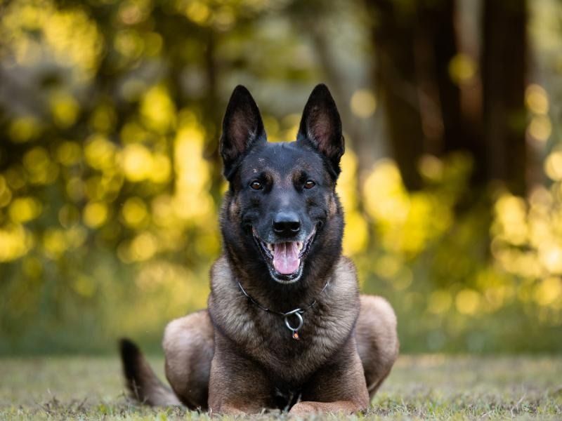 Black German shepherd lying on grass with tongue out, in a sunlit blurred outdoor setting