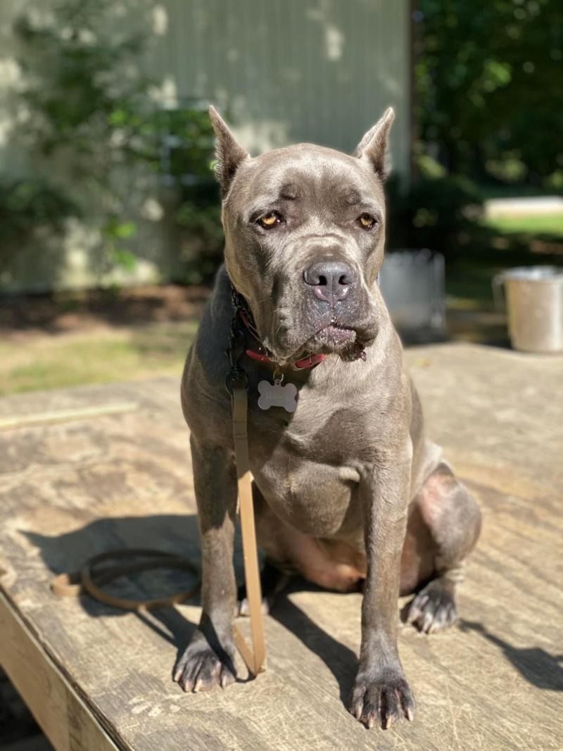 Gray pit bull sitting on a wooden bench outdoors in bright sunlight