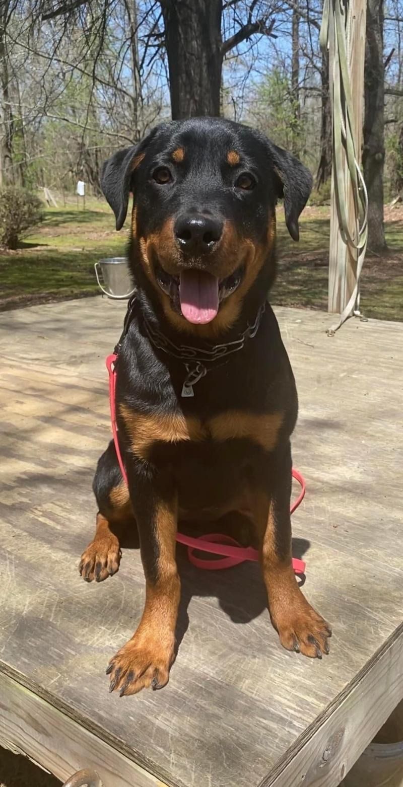 Black-and-tan dog sitting on a wooden bench outdoors, wearing a pink harness, tongue out.