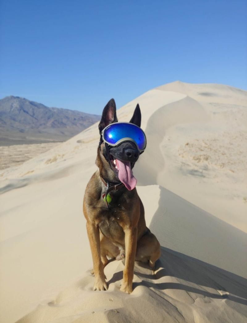 Dog wearing blue goggles sitting on a sand dune under a clear sky