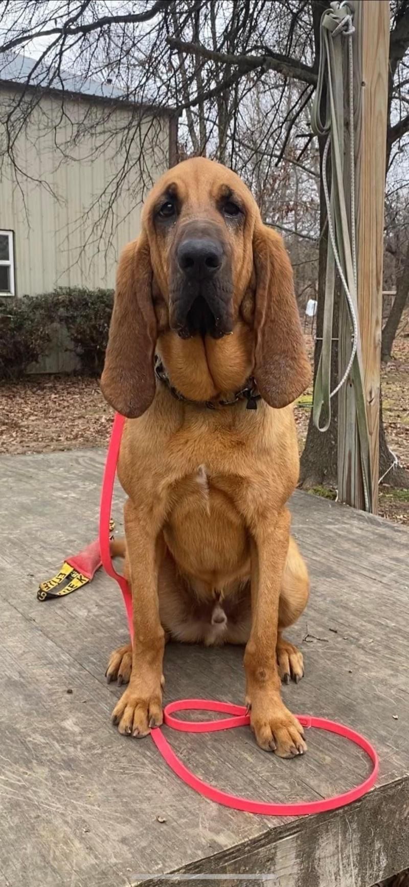 Brown hound sitting on a deck, wearing a red leash and harness, with bare trees and a house behind it