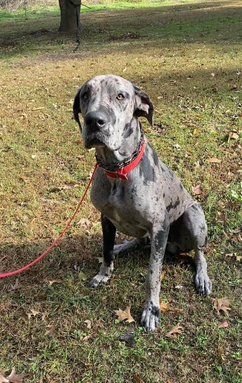 Gray speckled dog with a red collar sitting on grass and looking at the camera