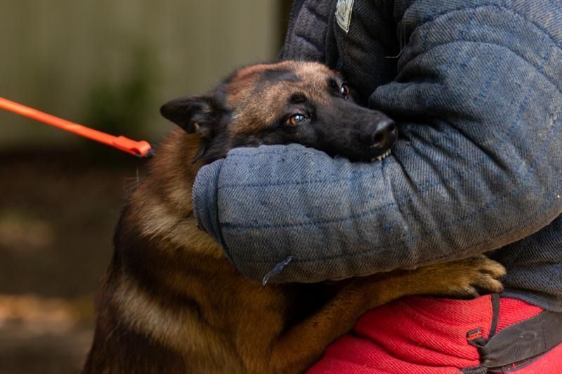 Brown dog in a training session biting a person’s arm that is wearing a thick blue jacket outdoors on a leash