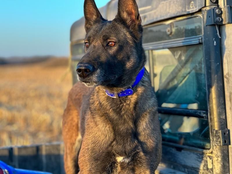 German Shepherd with blue collar sitting in a vehicle, looking left in a sunny field