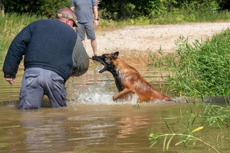 Police dog jumping from water toward a person on a muddy riverbank during training