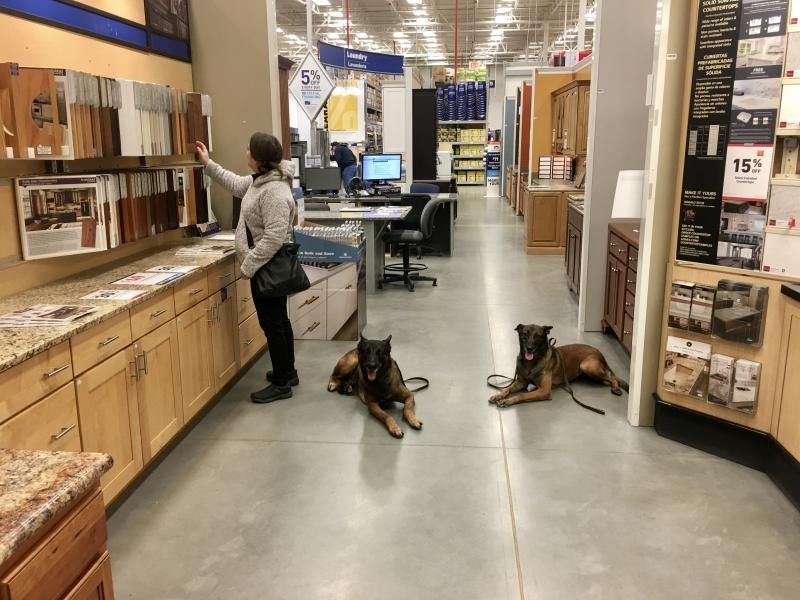 Dog training class in a store aisle, with two dogs lying on the floor and a person at the counter.