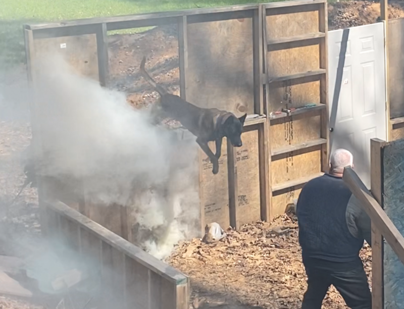 Black dog jumping in a smoky outdoor yard as a person stands nearby near a wooden fence