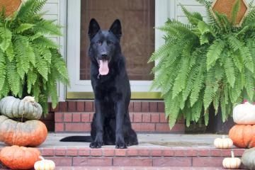 Black dog sitting on brick steps beside pumpkins and ferns on a porch