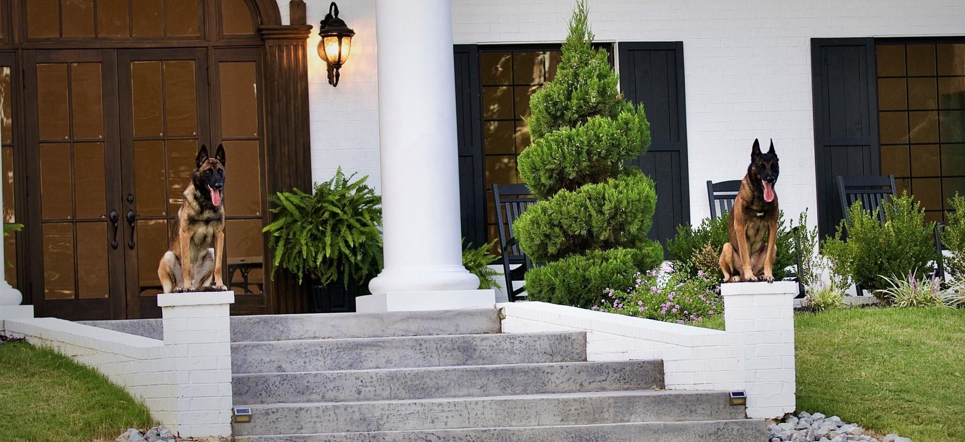 Front steps of a house with two dogs sitting by the entrance and trimmed shrubs
