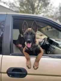 German shepherd puppy leaning out of a tan car window, tongue out, with another dog inside