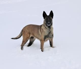 Brown-and-black dog standing alert in the snow
