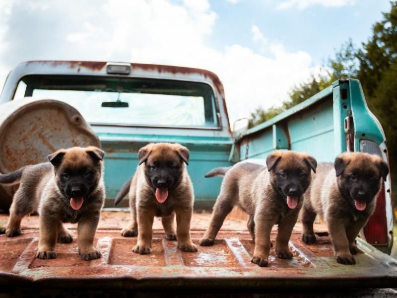 Four muddy puppies standing in the bed of a turquoise pickup truck