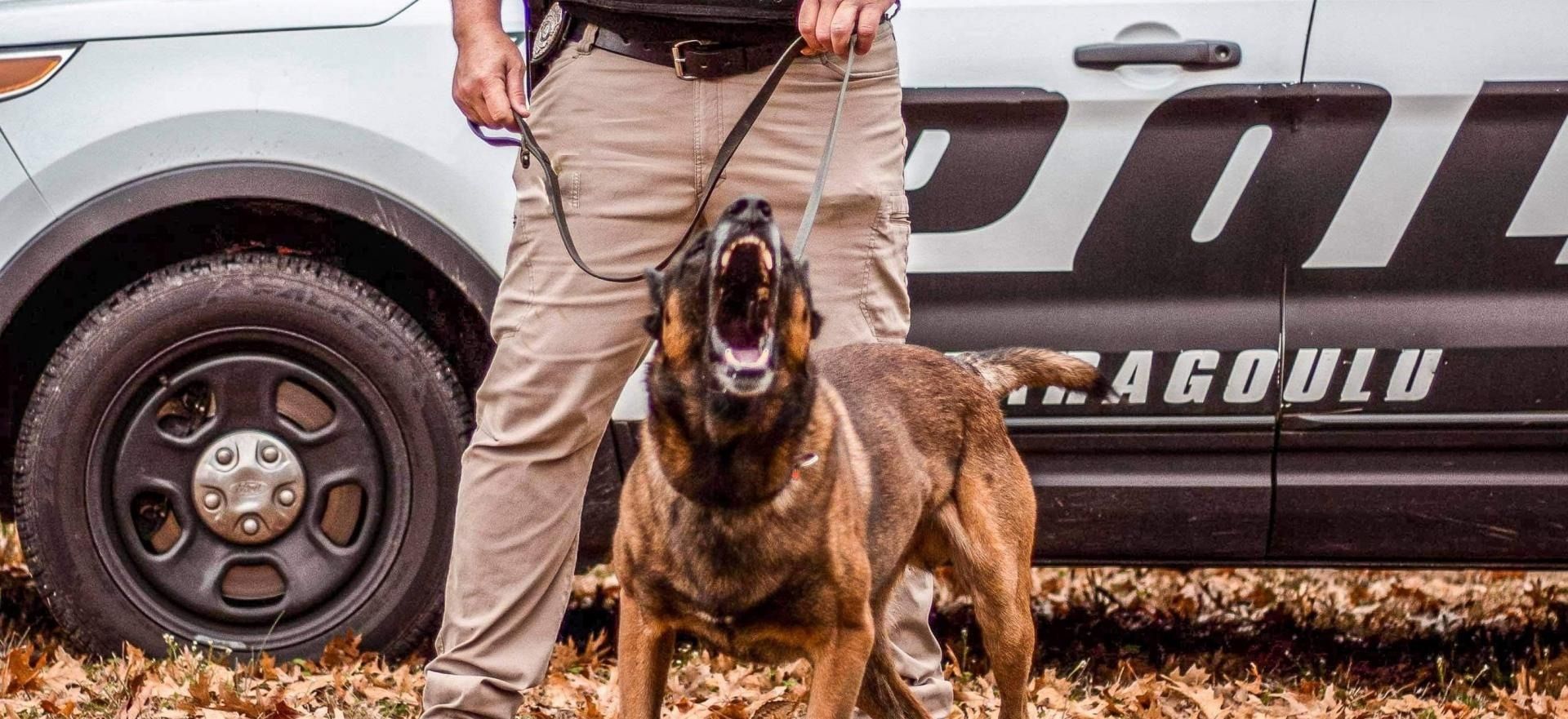 Police dog on a leash standing beside an officer and patrol car with muddy tires