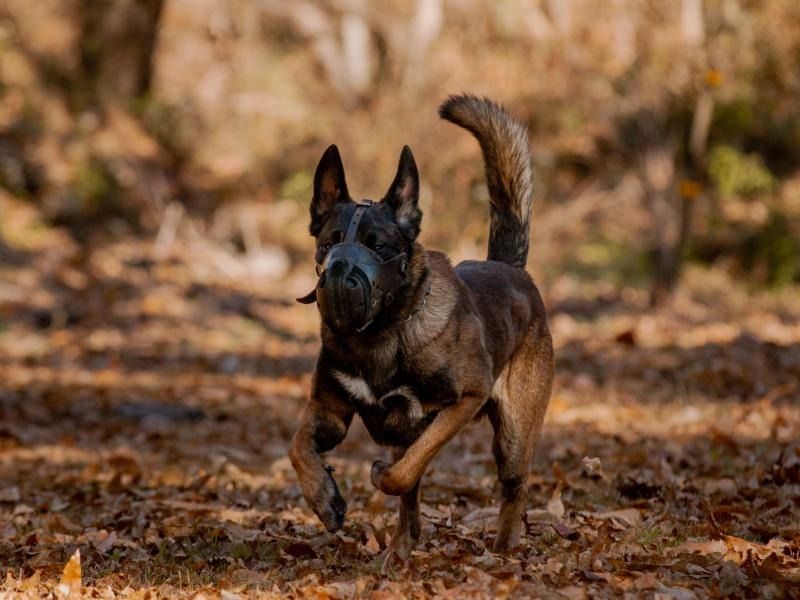 Black dog running through a leaf-covered forest, with ears up and tail raised.