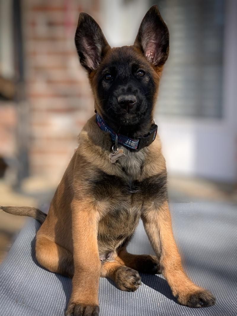 Belgian Malinois puppy sitting on a patio in sunlight, wearing a collar.