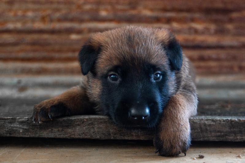 Brown-and-black puppy resting its paws on a wooden step, looking at the camera