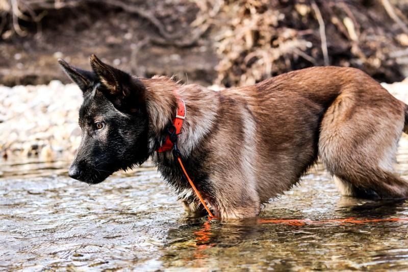 Brown dog with red collar wading in shallow water near rocks