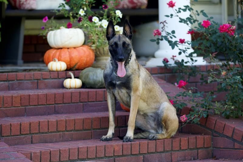 Dog sitting on brick steps beside pumpkins and flowers on a porch