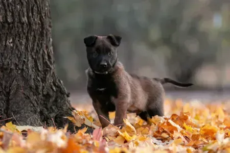Small black-and-tan dog standing by a tree in fallen autumn leaves