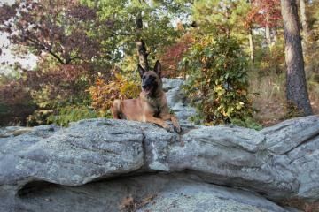 German shepherd resting on gray rocks in a wooded autumn landscape